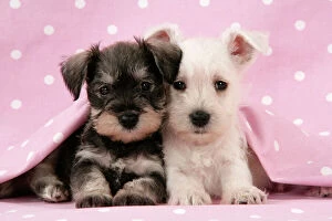 Related Images Collection: Dog. Miniature Schnauzer puppies (6 weeks old) on pink background Digital Manipulation