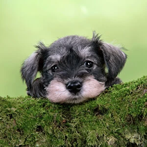 Parks Collection: Dog. Miniature Schnauzer puppy (6 weeks old) on a mossy log