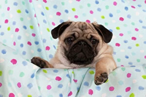 Cute Premium Framed Print Collection: DOG - Pug puppy on spotted blanket
