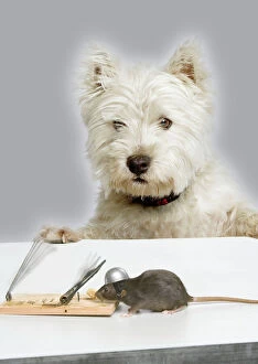 Rodents Canvas Print Collection: Dog and Rat - West Highland Terrier watching rat and mouse-trap. Manipulated Image