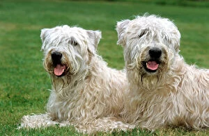 Scruffy Collection: Dog - Soft Coated Wheaten Terrier - Pair lying down in garden