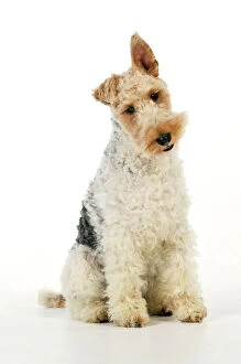 Fox Terrier Wire Fine Art Print Collection: Dog. Wire Fox Terrier