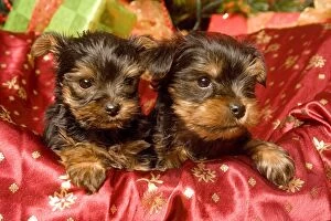 Terrier Collection: Dog - Yorkshire Terrier puppies with Christmas decorations