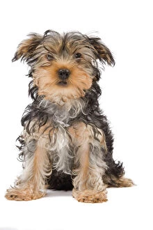 Plains Mouse Poster Print Collection: Dog - Yorkshire Terrier puppy sitting in studio
