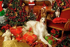 Wolfhound Collection: Dogs - Barzoi, Boston Terrier, Dachshund and Yorkshire Terrier with Christmas decorations