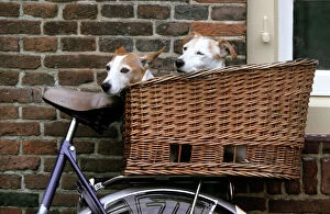 Terrier Collection: Dogs - Couple of Jack Russell Dogs in basket on bike