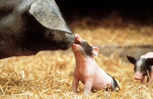 Mother And Young Collection: Domestic Pig Haellisches pig (old German Breed) Sow with Piglet