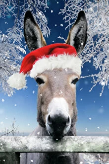 Santa Collection: Donkey - looking over fence wearing Christmas hat in snow Digital Manipulation: Added background USH