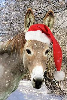 Santa Collection: Donkey - wearing Christmas hat in snowy scene Digital Manipulation