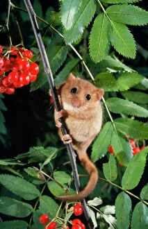 Rodents Photographic Print Collection: Dormouse - in Rowan Tree