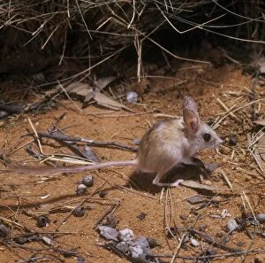 Muridae Photo Mug Collection: Dusky Hopping-mouse