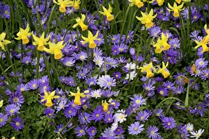 Anemones Collection: Dwarf daffodils and Anemone blanda in garden border, forming a beautiful mixture. Spring. Kew