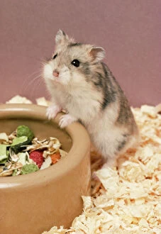 Bowl Collection: Dwarf Russian Hamster