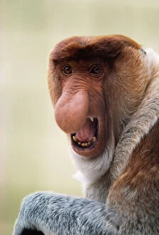 Primates Collection: East Bornean Proboscis Monkey
