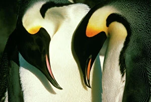 Bows Collection: Emperor Penguin - mutual bow Antarctica GRB00977