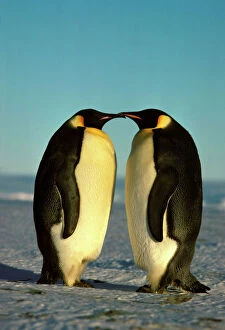 Valentine's Day Pillow Collection: Emperor Penguin - pair facing each other Antarctica GRB03733