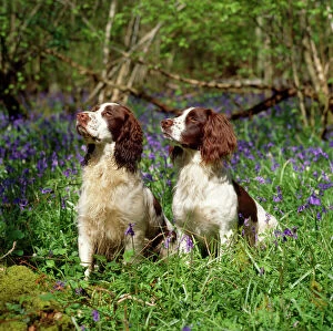 Forest artwork Photo Mug Collection: English Springer Spaniel Dogs - in bluebell woodland