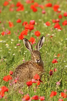 Related Images Collection: European / Brown Hare - in poppy field