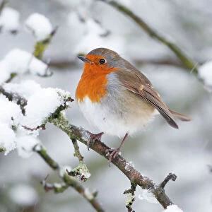 Robins Canvas Print Collection: European Robin in snow - Close-up showing puffed up breast feathers