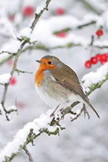 European Robin Collection: European Robin - in winter - on snowy branch - Cleveland - UK Digital Manipulation