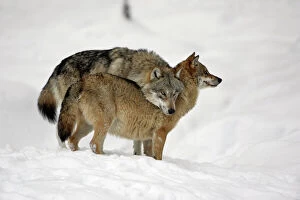 Bavaria Canvas Print Collection: European Wolf- alpha male showing affection towards pack leader, the alpha female, in snow