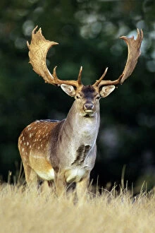 Related Images Framed Print Collection: Fallow Deer - Buck with large antlers Jaegersborg deer park, Copenhagen, Denmark