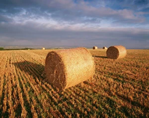 Devon Canvas Print Collection: Farming - round straw bales on stubble - strongly sidelit a. m. sun - Devon UK