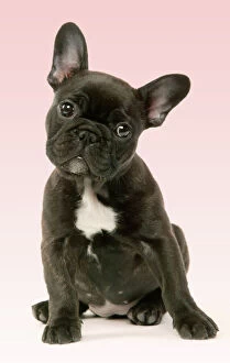 Dogs Collection: French Bulldog Puppy