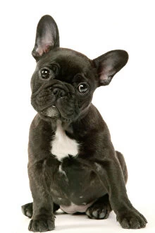 Funny Collection: French Bulldog Puppy