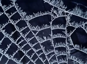 Web Spider Jigsaw Puzzle Collection: Frost on Spider's web