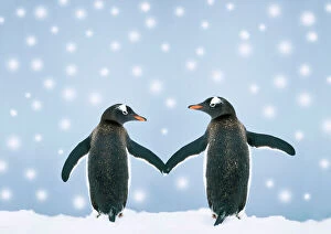 Related Images Fine Art Print Collection: Gentoo Penguin - pair holding hands in the snow