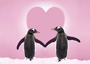 Valentine's Day Poster Print Collection: Gentoo Penguin - pair holding hands with Valentine's heart