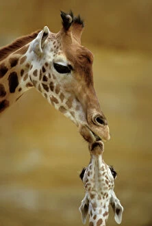 Girl's Bedroom Framed Print Collection: Giraffe Kissing young Giraffe