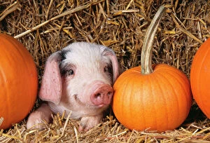Halloween Photographic Print Collection: Gloucester Old Spot Pig Piglet with pumpkins