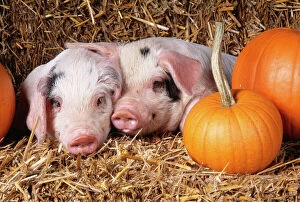 Related Images Tote Bag Collection: Gloucester Old Spot Pig Piglets with pumpkins