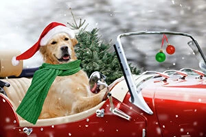Christmas Metal Print Collection: Golden Retriever Dog - driving car collecting Christmas tree Digital Manipulation