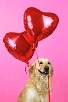 Valentine's Day Pillow Collection: Golden Retriever Dog - holding heart shaped balloons