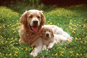 Mother And Young Collection: Golden Retriever Dog & Puppy