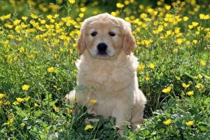 Golden Retriever Collection: Golden Retriever Dog - puppy in buttercups