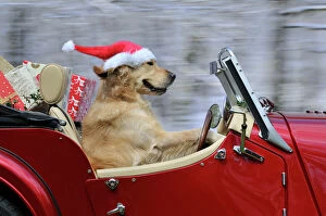 Related Images Photographic Print Collection: Golden Retriever Dog - wearing Father Christmas hat driving a sports car