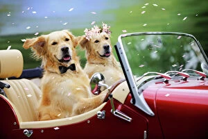Related Images Framed Print Collection: Golden Retriever Dog - wedding couple in car Digital Manipulation