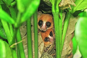 Nests Collection: Goodman's Mouse Lemur in the nest - new species discovered in Aug 2005 - Masoala National Park