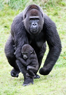 Mother And Young Collection: Gorilla - female carrying baby animal, distribution - central Africa, Congo, Zaire, Rwanda