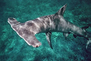 Related Images Cushion Collection: Great Hammerhead Shark - Can grow to 6 meters in length. They are found all around the tropical