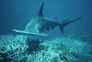 Strange Collection: Great Hammerhead Shark - Swims towards the photographer. These sharks are considered dangerous