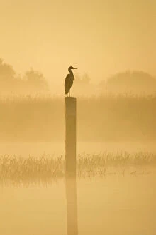 Misty Collection: Grey Heron - on post in misty dawn Hickling Broad Norfolk UK