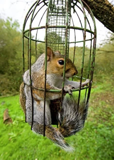 Squirrel Canvas Print Collection: Grey Squirrel trapped inside a squirrel proof bird feeder UK September