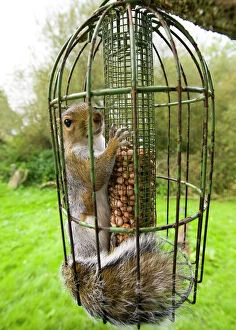 Squirrel Framed Print Collection: Grey Squirrel trapped inside a squirrel proof bird feeder UK September