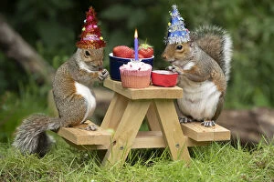 Rodents Photographic Print Collection: Two Grey Squirrels on a mini picnic bench having a birthday party