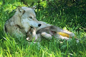 Wild Dog Collection: Grey wolf (Canis lupus) mother with young pup lying in grass. June